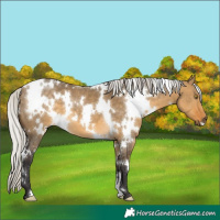 Horse Color:White Spotted Silver Buckskin Dun 
