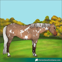 Horse Color:White Spotted Silver Brown Dun 