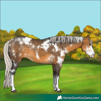 Horse Color:White Spotted Silver Buckskin Sabino 