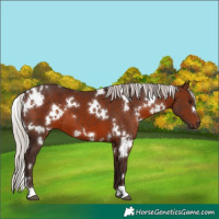 Horse Color:White Spotted Silver Brown