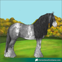 Horse Color:White Spotted Blue Roan 