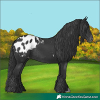 Horse Color:Black Appaloosa Rabicano 