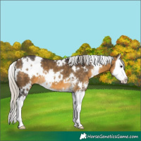 Horse Color:White Spotted Silver Buckskin Sabino Splash 