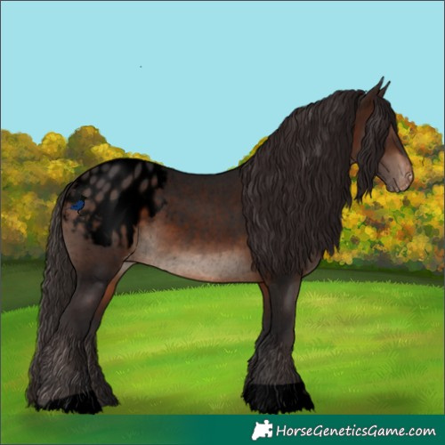 Horse Color:Void Brown Appaloosa Rabicano