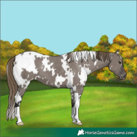 Horse Color:White Spotted Smoky Grullo Varnish
