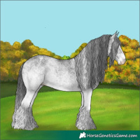 Horse Color:White Spotted Black Rabicano 