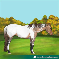 Horse Color:White Spotted Brown Dun Snowcap 