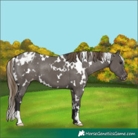 Horse Color:White Spotted Smoky Grullo Appaloosa 
