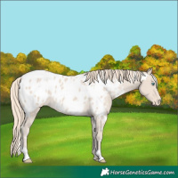 Horse Color:White Spotted Smoky Creme Appaloosa 
