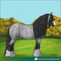 Horse Color:Blue Roan 