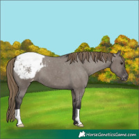 Horse Color:Smoky Grullo Appaloosa 