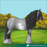 Horse Color:White Spotted Blue Roan 