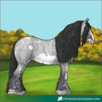 Horse Color:Blue Ice Roan Frame 