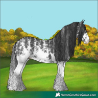 Horse Color:Black Sabino Rabicano 