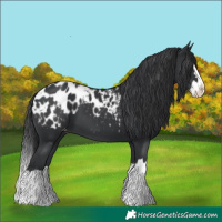 Horse Color:Black Splash Appaloosa 
