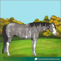 Horse Color:Grullo Sabino Splash 