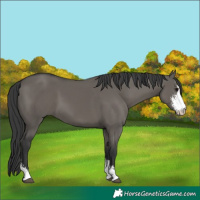 Horse Color:Grullo Sabino 