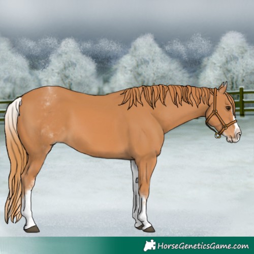 Horse Color:White Spotted Chestnut Splash 