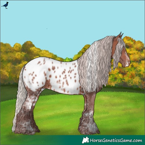 Horse Color:White Spotted Chocolate Silver Brown Ice Appaloosa Rabicano 