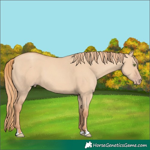 Horse Color:Gold Champagne Dun