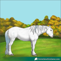Horse Color:Watercolor Black Sabino Appaloosa 