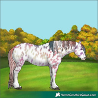 Horse Color:Watercolor Bay Onyx Sabino Appaloosa 