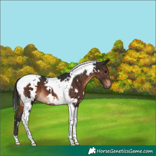 Horse Color:White Spotted Brown Tobiano 