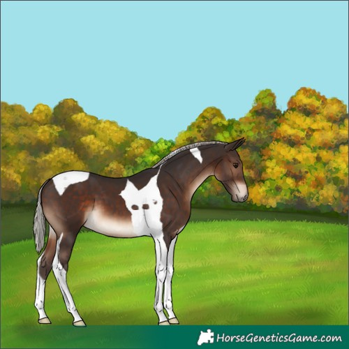 Horse Color:Silver Brown Tobiano 