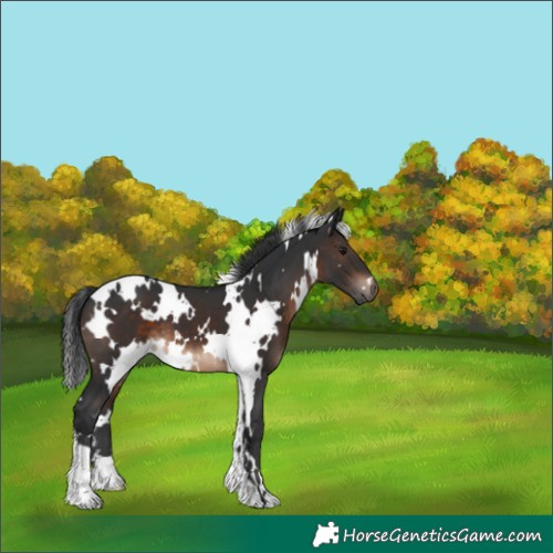 Horse Color:White Spotted Brown 