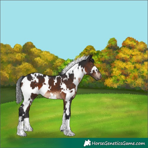 Horse Color:White Spotted Brown 