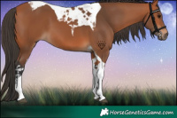 Horse Color:Bay Tobiano 