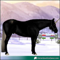 Horse Color:Void Palomino Roan Dun Appaloosa