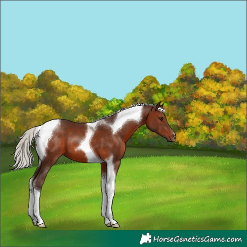 Horse Color:Silver Brown Tobiano 