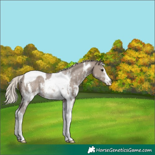 Horse Color:Silver Grullo Sabino Tobiano Rabicano 