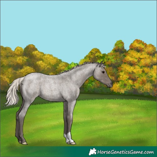 Horse Color:Silver Blue Roan 