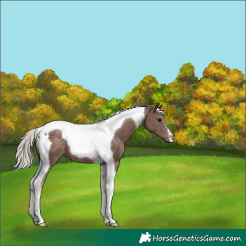 Horse Color:Silver Black Tobiano 