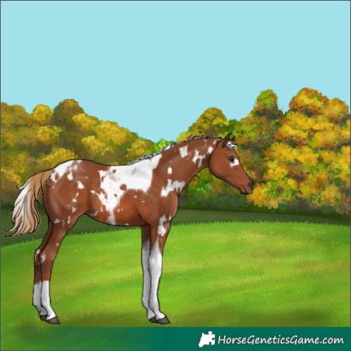 Horse Color:White Spotted Chestnut Tobiano 