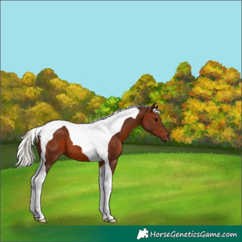 Horse Color:Silver Brown Tobiano 