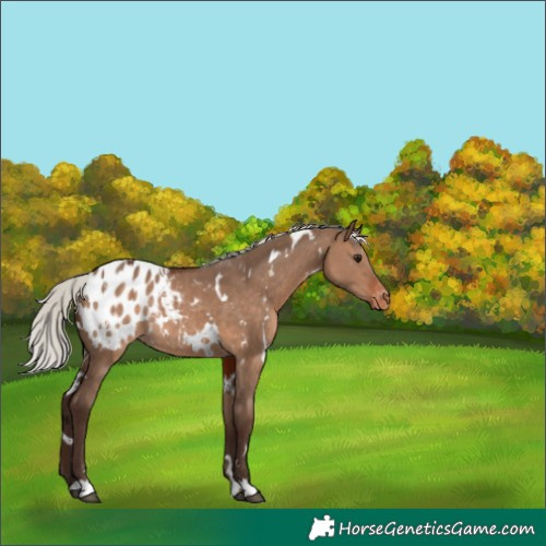 Horse Color:White Spotted Silver Brown Dun Appaloosa Rabicano 