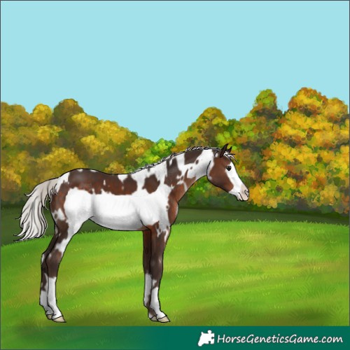 Horse Color:White Spotted Silver Brown Frame 