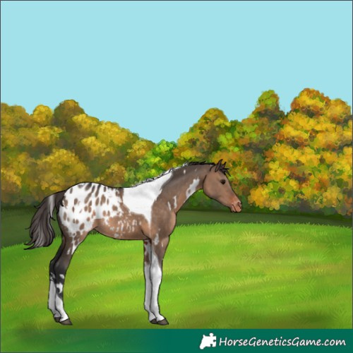 Horse Color:White Spotted Brown Dun Tobiano Appaloosa 