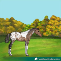 Horse Color:White Spotted Brown Dun Tobiano Appaloosa 