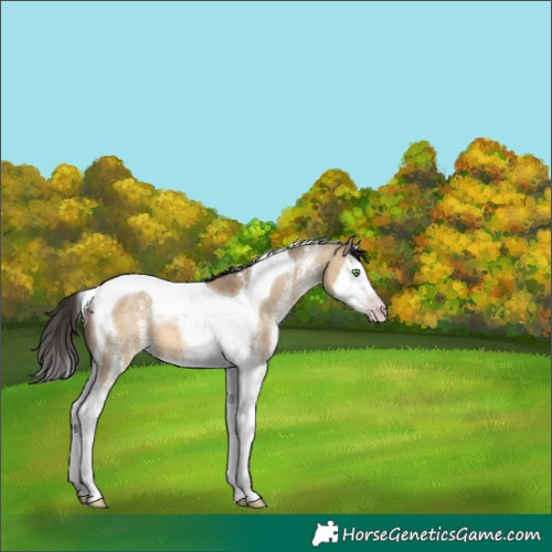 Horse Color:Gray White Spotted Amber Champagne Dun Splash Tobiano 