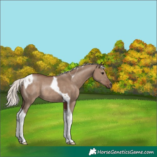 Horse Color:Silver Grullo Tobiano Rabicano 