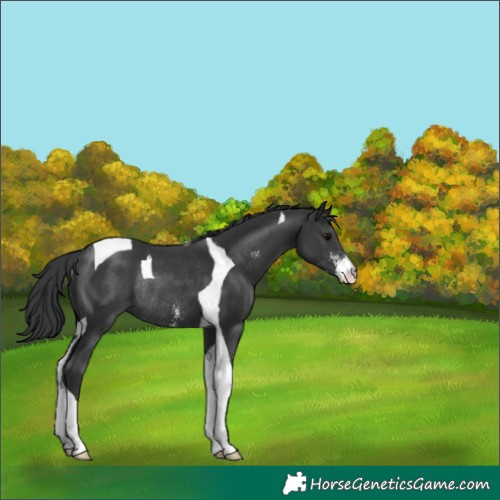 Horse Color:Black Sabino Tobiano Rabicano 