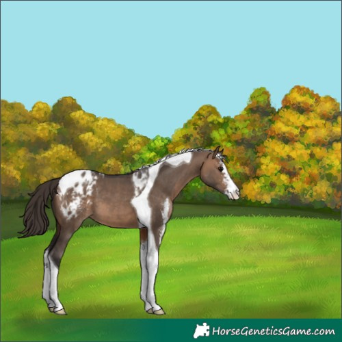 Horse Color:Brown Dun Sabino Tobiano Appaloosa 