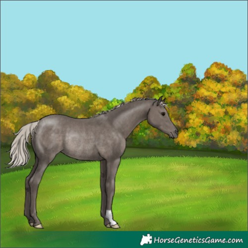 Horse Color:Silver Black Rabicano 