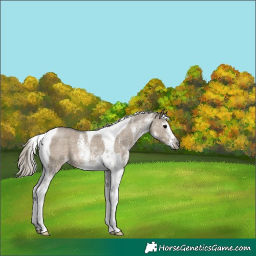 Horse Color:Gray White Spotted Silver Grullo Tobiano 
