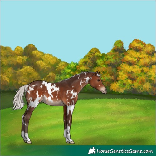 Horse Color:White Spotted Silver Brown 