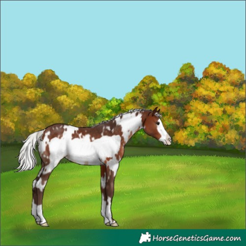 Horse Color:White Spotted Silver Brown Frame Appaloosa Rabicano 
